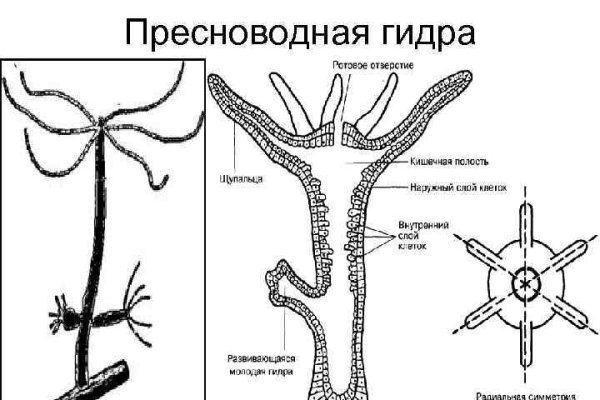 Мега кракен